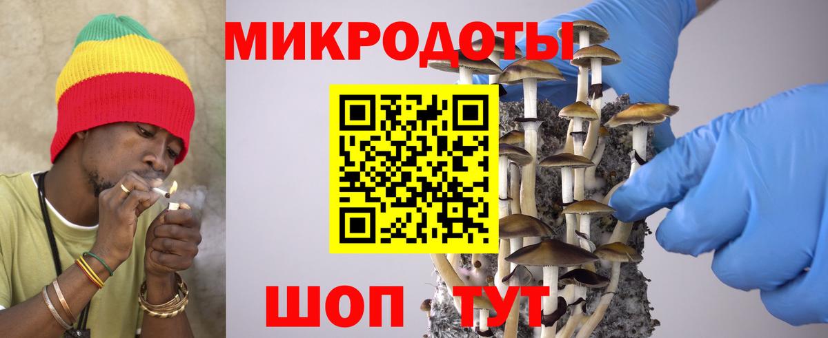 Галлюциногенные грибы Psilocybe Саяногорск
